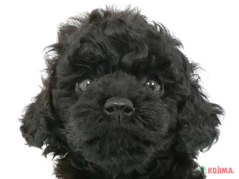 千葉県のトイプードル(トイ) (コジマウエルケアセンター/2025年3月17日生まれ/女の子/ブラック)の子犬