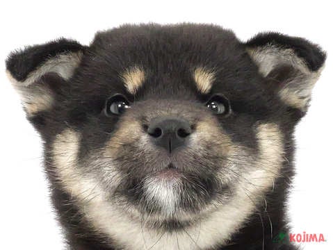 千葉県の柴犬(標準サイズ) (コジマウエルケアセンター/2025年3月17日生まれ/女の子/黒)の子犬