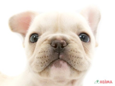 千葉県のフレンチブルドッグ (コジマウエルケアセンター/2025年3月16日生まれ/男の子/クリーム)の子犬