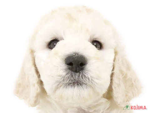 千葉県のスタンダードプードル (コジマウエルケアセンター/2025年3月18日生まれ/男の子/ホワイト)の子犬