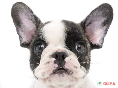 千葉県のフレンチブルドッグ (コジマウエルケアセンター/2025年3月19日生まれ/男の子/パイド)の子犬