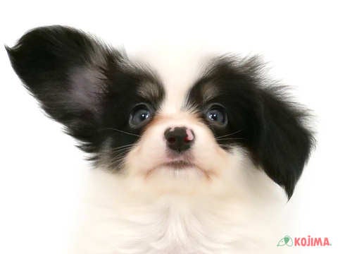 千葉県のパピヨン (コジマウエルケアセンター/2025年3月19日生まれ/男の子/トライカラー)の子犬