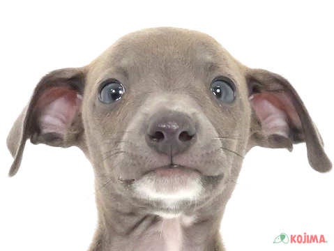 千葉県のイタリアングレーハウンド (コジマウエルケアセンター/2025年3月18日生まれ/男の子/ブルーホワイト)の子犬