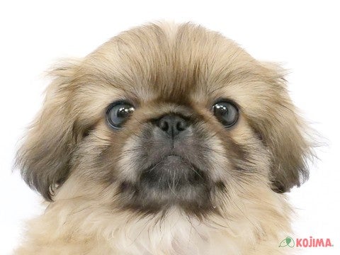 千葉県のペキニーズ (コジマウエルケアセンター/2025年3月13日生まれ/女の子/フォーン)の子犬
