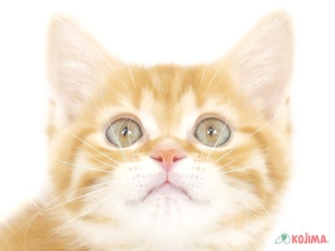 千葉県のマンチカン (コジマウエルケアセンター/2025年3月18日生まれ/男の子/レッドタビー)の子猫