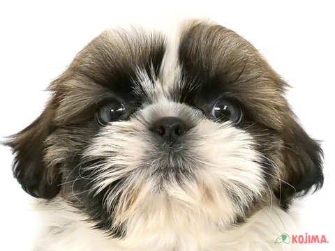 東京都のシーズー (コジマアリオ北砂店/2025年3月17日生まれ/男の子/ホワイトゴールド)の子犬