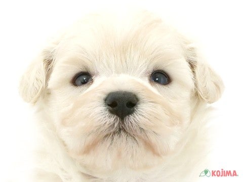 千葉県のマルプー(マルチーズ×プードル) (コジマウエルケアセンター/2025年3月18日生まれ/男の子/ホワイト)の子犬
