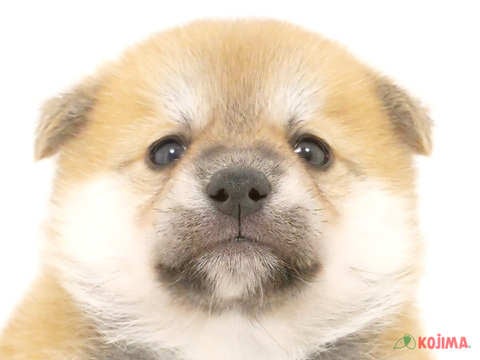 千葉県の豆柴 (コジマウエルケアセンター/2025年3月18日生まれ/男の子/赤)の子犬