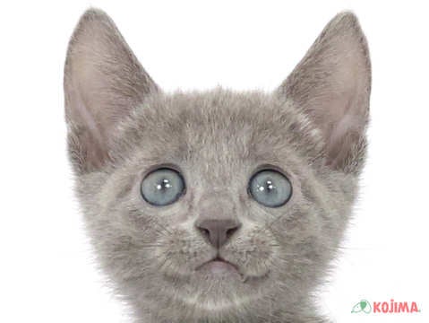 千葉県のロシアンブルー (コジマウエルケアセンター/2025年3月16日生まれ/男の子/ブルー)の子猫