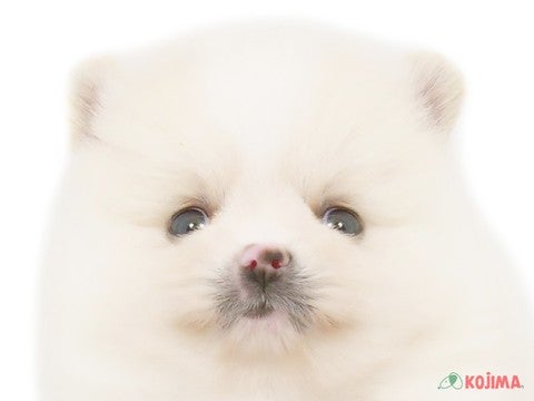 千葉県のポメラニアン (コジマウエルケアセンター/2025年3月18日生まれ/男の子/クリーム)の子犬