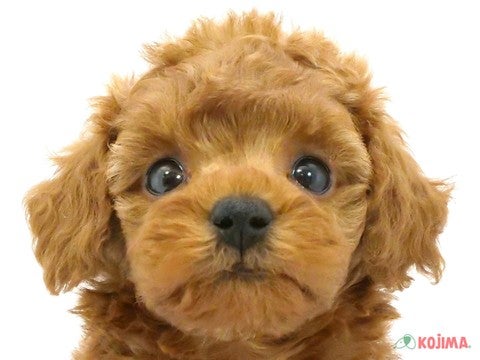 千葉県のトイプードル(トイ) (コジマウエルケアセンター/2025年3月17日生まれ/男の子/レッド)の子犬