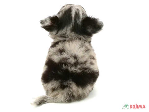 5/15撮影♬　会いに来てね🐾