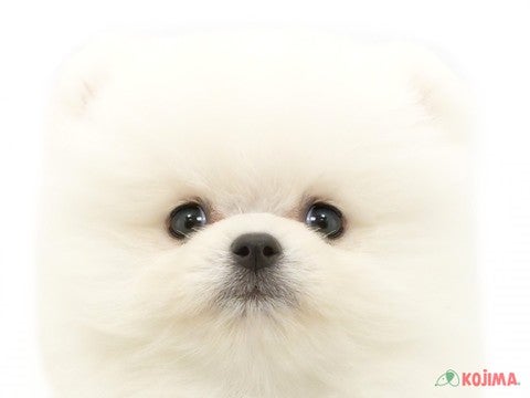 千葉県のポメラニアン (コジマウエルケアセンター/2025年3月16日生まれ/男の子/クリーム)の子犬