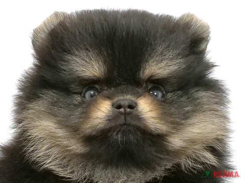 東京都のポメラニアン (コジマGRAND亀戸店/2025年3月18日生まれ/男の子/ブラックタン)の子犬