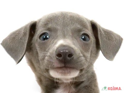 千葉県のイタリアングレーハウンド (コジマウエルケアセンター/2025年3月18日生まれ/男の子/ブルーホワイト)の子犬