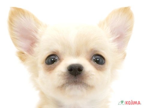 千葉県のチワワ(ロング) (コジマウエルケアセンター/2025年3月18日生まれ/男の子/クリーム)の子犬