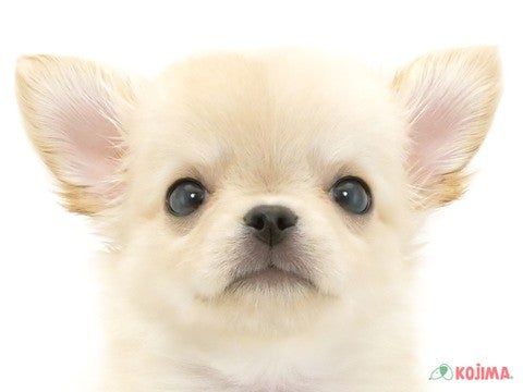 千葉県のチワワ(ロング) (コジマウエルケアセンター/2025年3月10日生まれ/男の子/クリーム)の子犬