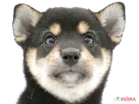 千葉県の柴犬(標準サイズ) (コジマウエルケアセンター/2025年3月16日生まれ/男の子/黒)の子犬