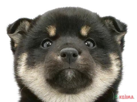 千葉県の柴犬(標準サイズ) (コジマウエルケアセンター/2025年3月18日生まれ/女の子/黒)の子犬