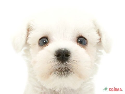 千葉県のミニチュアシュナウザー (コジマウエルケアセンター/2025年3月16日生まれ/男の子/ホワイト)の子犬