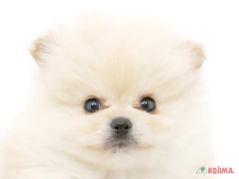 千葉県のポメラニアン (コジマウエルケアセンター/2025年3月18日生まれ/男の子/クリーム)の子犬