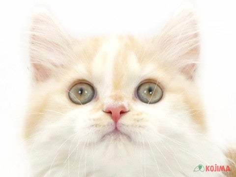 千葉県のマンチカン (コジマウエルケアセンター/2025年2月22日生まれ/男の子/クリームタビーホワイト)の子猫