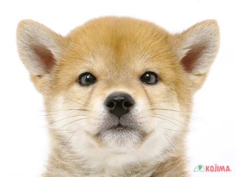 千葉県の柴犬(標準サイズ) (コジマウエルケアセンター/2025年3月13日生まれ/男の子/赤)の子犬