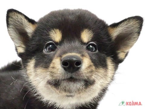 千葉県の柴犬(標準サイズ) (コジマウエルケアセンター/2025年3月13日生まれ/男の子/黒)の子犬