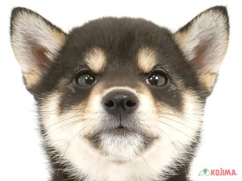 千葉県の柴犬(標準サイズ) (コジマウエルケアセンター/2025年3月13日生まれ/女の子/黒)の子犬