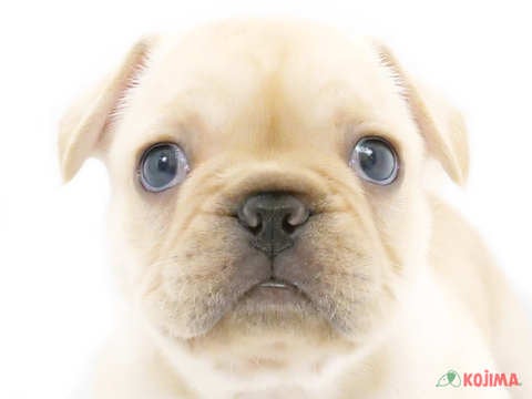 千葉県のフレンチブルドッグ (コジマウエルケアセンター/2025年3月18日生まれ/男の子/クリーム)の子犬