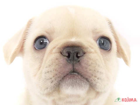 千葉県のフレンチブルドッグ (コジマウエルケアセンター/2025年3月18日生まれ/男の子/クリーム)の子犬