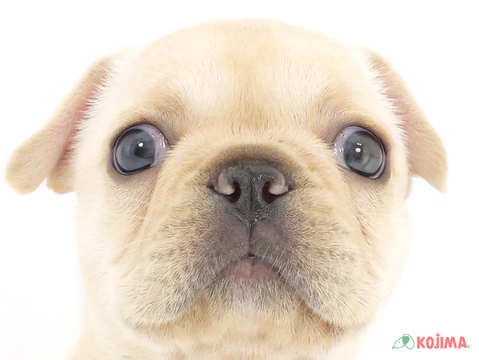 千葉県のフレンチブルドッグ (コジマウエルケアセンター/2025年3月18日生まれ/女の子/クリーム)の子犬
