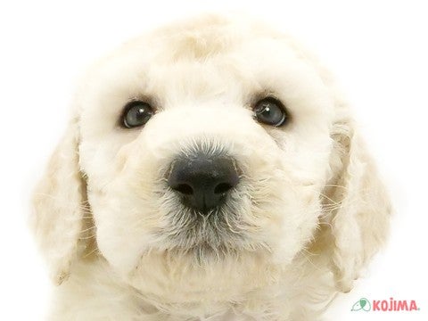 千葉県のスタンダードプードル (コジマウエルケアセンター/2025年3月18日生まれ/男の子/ホワイト)の子犬