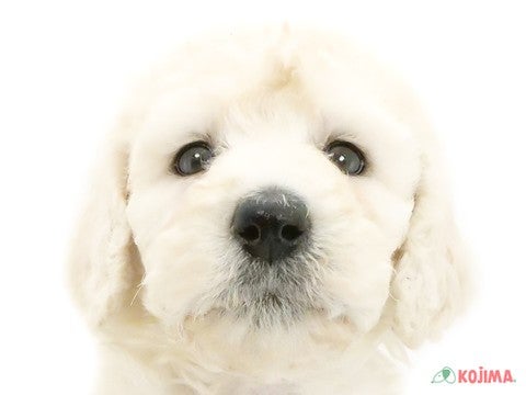 千葉県のスタンダードプードル (コジマウエルケアセンター/2025年3月18日生まれ/女の子/ホワイト)の子犬