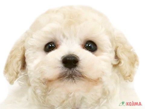千葉県のトイプードル(トイ) (コジマウエルケアセンター/2025年3月15日生まれ/男の子/クリーム)の子犬
