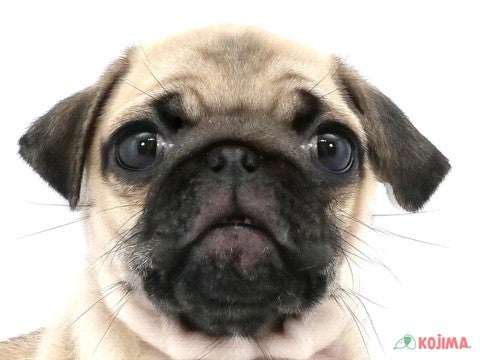千葉県のパグ (コジマウエルケアセンター/2025年3月18日生まれ/男の子/フォーン)の子犬