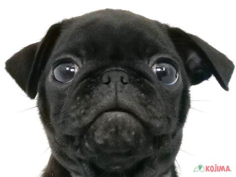 千葉県のパグ (コジマウエルケアセンター/2025年3月18日生まれ/男の子/ブラック)の子犬