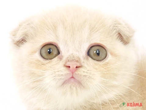 千葉県のスコティッシュフォールド (コジマウエルケアセンター/2025年3月19日生まれ/男の子/クリームタビー)の子猫