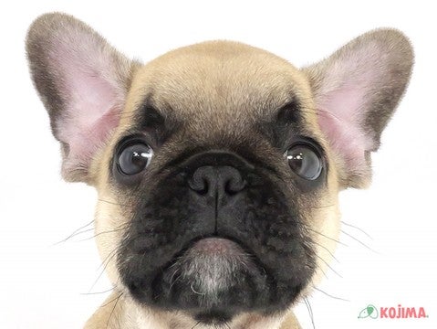 千葉県のフレンチブルドッグ (コジマウエルケアセンター/2025年3月19日生まれ/男の子/フォーン)の子犬