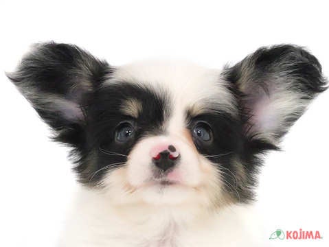 千葉県のパピヨン (コジマウエルケアセンター/2025年3月19日生まれ/男の子/トライカラー)の子犬