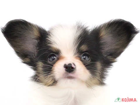 千葉県のパピヨン (コジマウエルケアセンター/2025年3月19日生まれ/男の子/トライカラー)の子犬