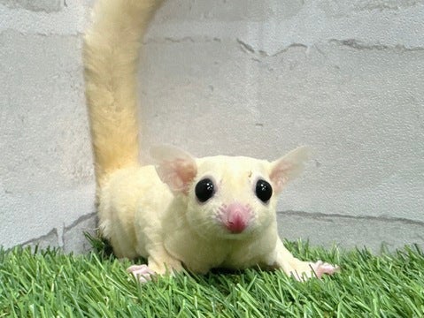5/7撮影🌟マシュマロ大好き💕