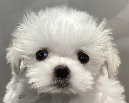 埼玉県のマルチーズ (コジマモラージュ菖蒲店/2025年3月10日生まれ/男の子/ホワイト)の子犬