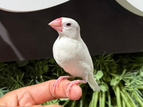 手乗り文鳥さんです！✨