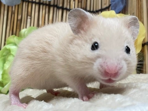 5/17撮影　※写真はイメージです。