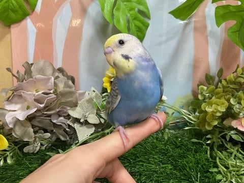 手乗りのコミュニケーションバードです♪