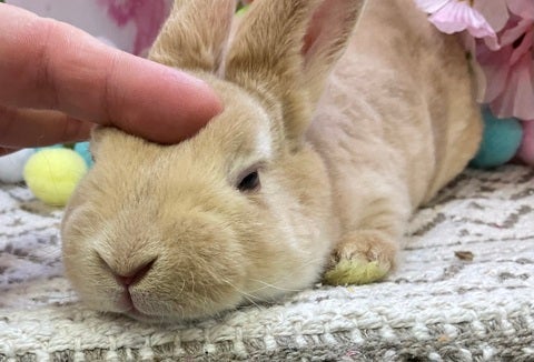 なでなでされてうっとり♡