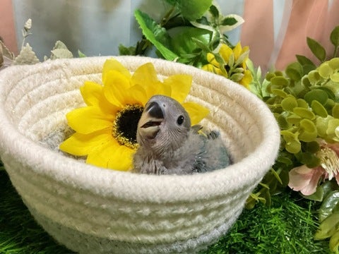 1日4回のさし餌を食べています🍴