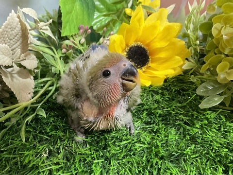 1日4回でさし餌を食べています🍴