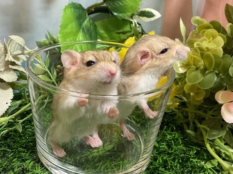 もちもちの体と尻尾が特徴♡